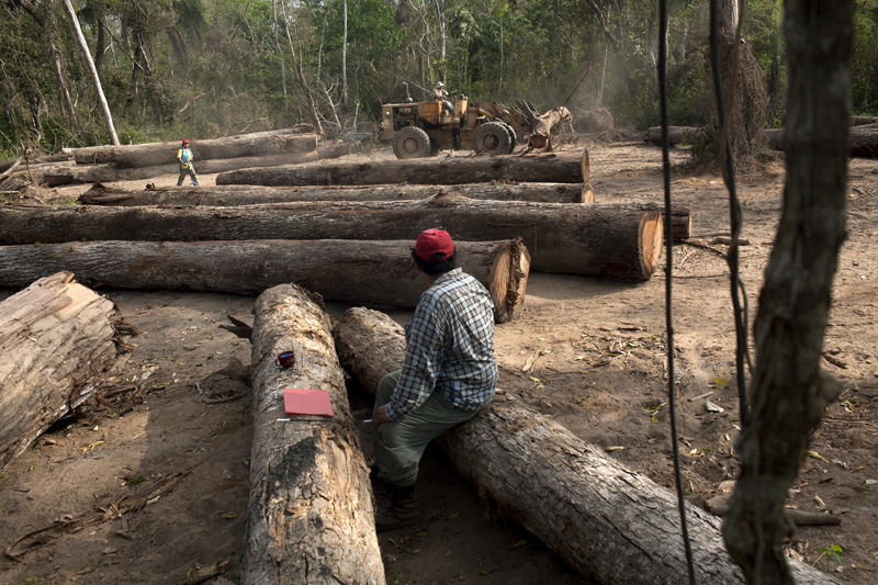 A logger watches a machine move logs that are to be measured, cut and marked for inspection by the Forests and Land Agency, before being transported by trucks to the town of Ascencion de Guarayos in the Santa Cruz department of Bolivia.