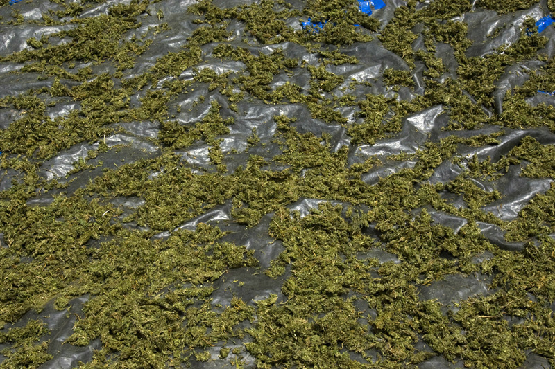 A marijuana variety called "Corinto" is dried under the sun, Cauca, Colombia