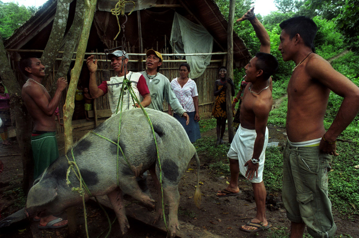 Tule indigenous weigh a pig to sell it to farmers, Arquia, Colombia, 2009.